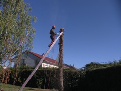 personne qui élague un arbre