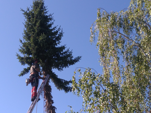 personne qui élague un arbre