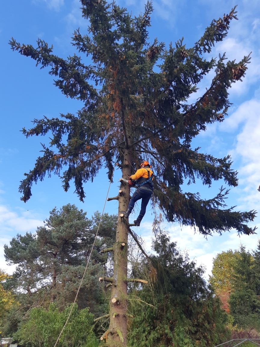 abattage d'un arbre