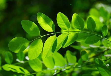 feuilles d'acacia